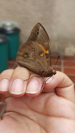 Close-up of cropped hand holding plant