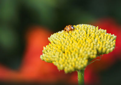 Close-up of bee pollinating on flower