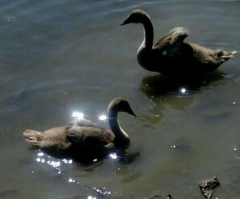 Swanlings sunbathing💟✌👍👋🐣🐬