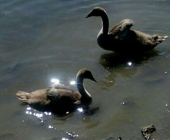 View of birds in water