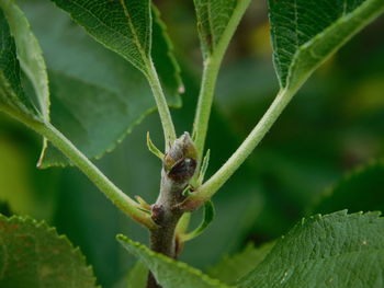 Close-up of insect on leaf