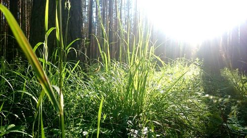 Close-up of fresh green plants in field