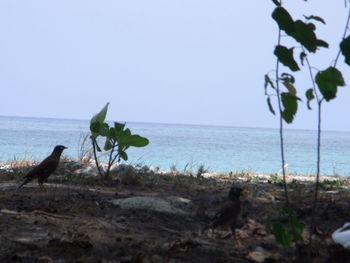 Scenic view of sea against clear sky