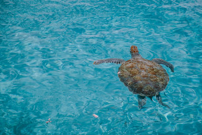 High angle view of bird swimming in pool