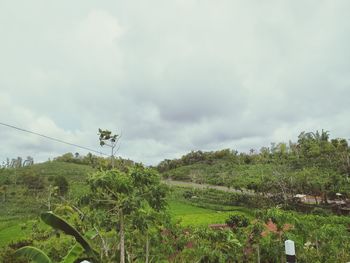 Scenic view of trees on field against sky