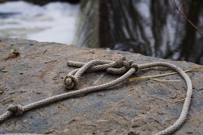 Close-up of lizard on rock