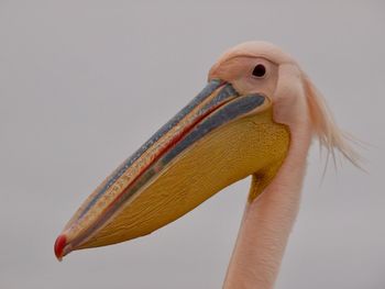 Close-up of a bird against white background