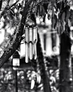 Low angle view of trees hanging on tree trunk