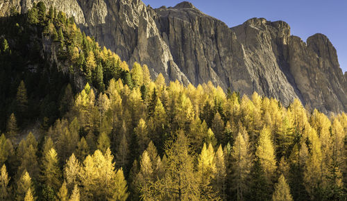 Scenic view of pine trees against mountains