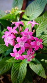 Close-up of flowers