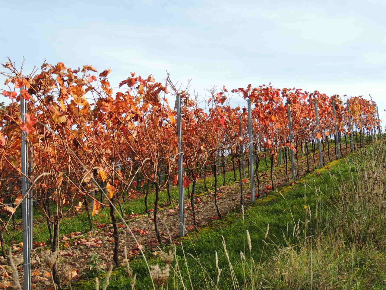 VIEW OF PLANTS GROWING IN FIELD