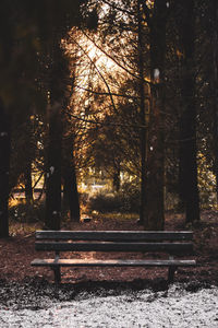 Trees in park during autumn