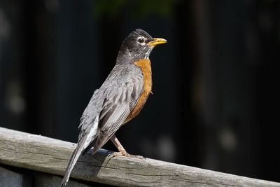 Close-up of bird perching on wooden post