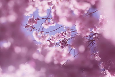 Close-up of pink flowers on branch