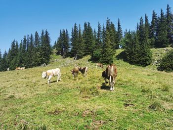 Cows grazing in a field