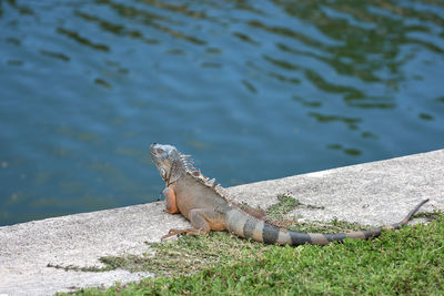 High angle view of lizard on rock by lake