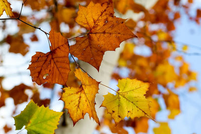 Close-up of maple leaves on branch