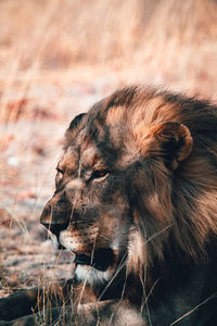 Close-up of a lion looking away