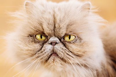 Close-up portrait of a cat