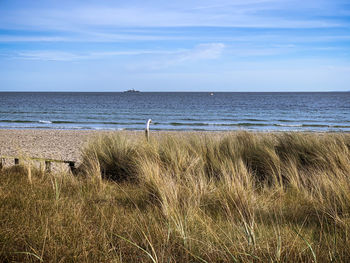 sea