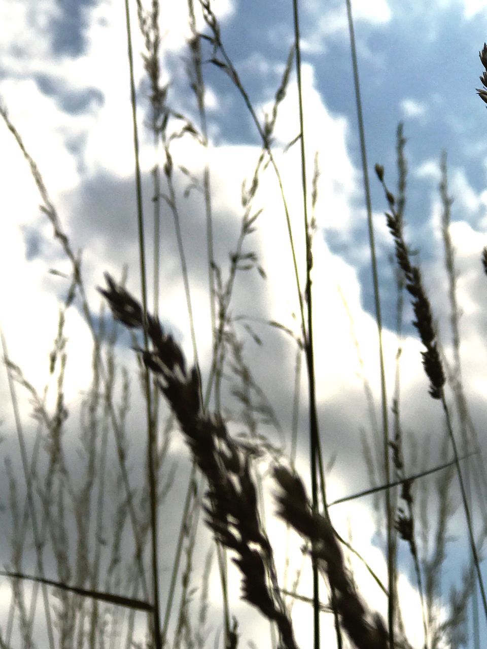 plant, sky, nature, no people, beauty in nature, growth, cloud - sky, tranquility, day, focus on foreground, close-up, low angle view, outdoors, plant stem, vulnerability, tree, fragility, grass, sunlight, stalk, timothy grass