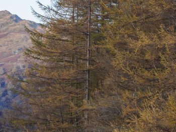 Close-up of tree trunk in forest