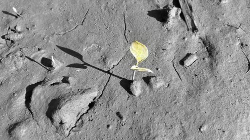 High angle view of leaves on ground
