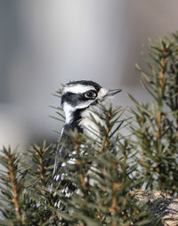 Close-up of a bird perching on plant in winter