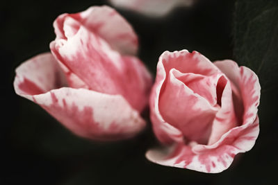 Close-up of pink rose flower against black background