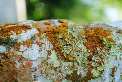 Close-up of lichen on rusty metal