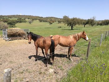 Horses in ranch