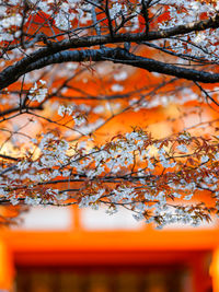 Low angle view of tree against orange sky