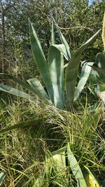 Close-up of succulent plant on field