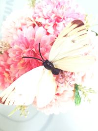 Close-up of insect on pink flower