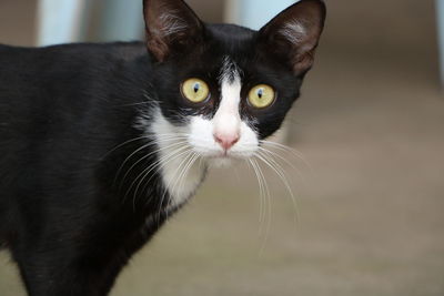 Close-up portrait of a cat