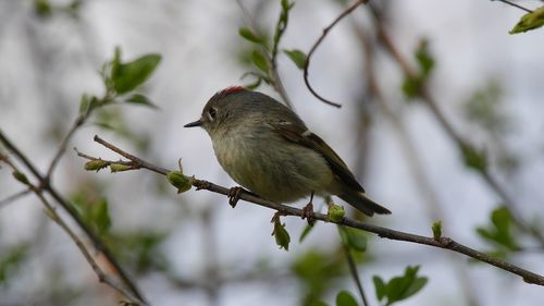 Close-up of bird perching on branch