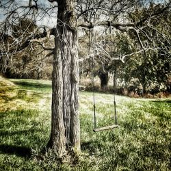 Bare trees on grassy field