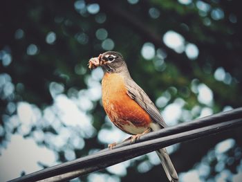 Close-up of american robin perching on cables