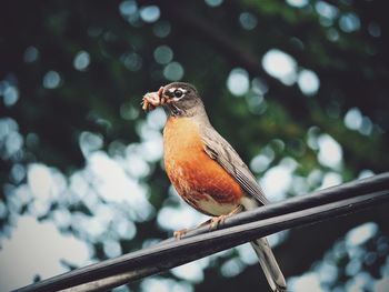 Low angle view of bird perching on wall