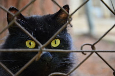 Close-up portrait of a black cat