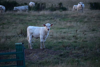 Cows on field