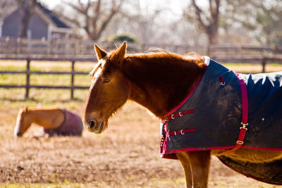 Horse in the field