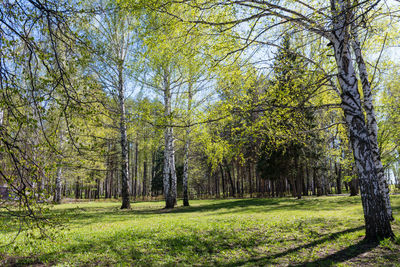 Trees in forest