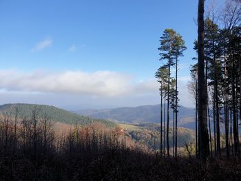 Scenic view of trees growing on field against sky