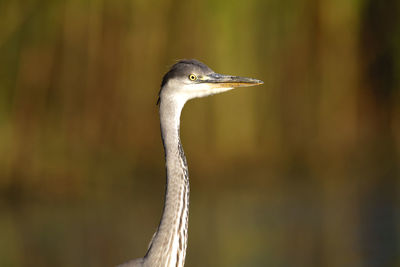 Close-up of a bird