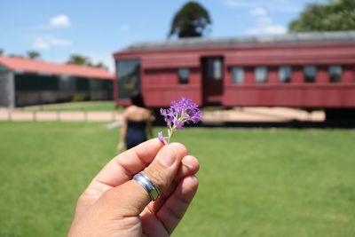 Close-up of hand holding purple flower