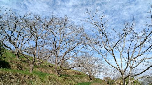 Low angle view of bare trees against sky