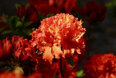 Close-up of red flowering plant