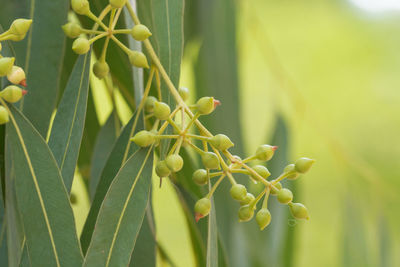 Close-up of buds growing on plant