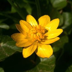 Close-up of yellow flower